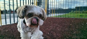 Shih Tzu, krytí - 4