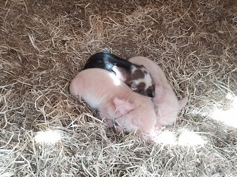 Kune Kune - 4