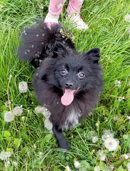 Pomeranian/ malý německý špic, fenečka. - 4