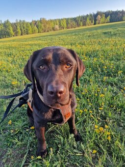 Hledá novou rodinu — Tayna, čokoládově hnědá labradorka. Jej - 4