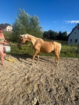 Pony do sportu - 4