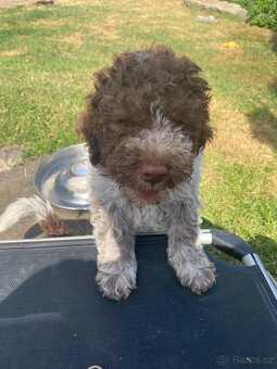 Lagotto romagnolo s PP - 4