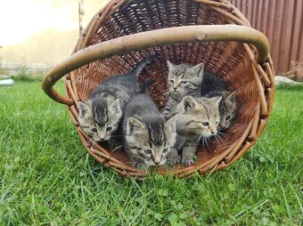 Daruji koťátka - 4