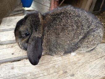 Zakrslý králík - 4