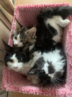 mainská mývalí kočka s PP - dva kocourci již brzo k odběru - 4