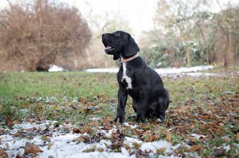 Německá doga s PP - 4