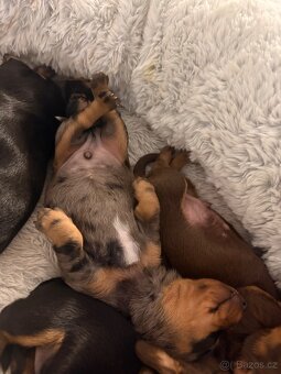 Trpasličí jezevčík merle bez pp - 4