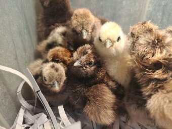 Hedvábnička velka vousatá- kuřata - 4