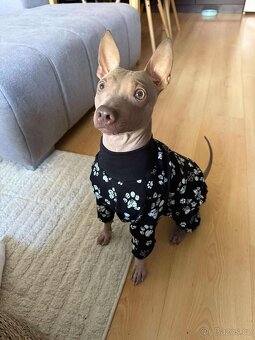 Americký bezsrstý teriér FCI - 4