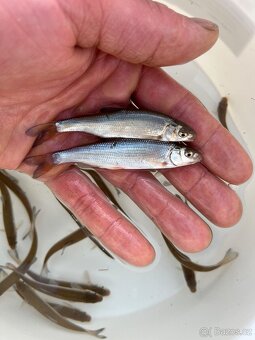 Jezírkové ryby - 4