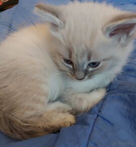 Maciatka ragdoll na odber - 4