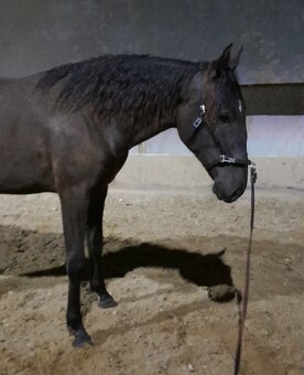 LUSITANO klisna s PP nar.v ČR - 4
