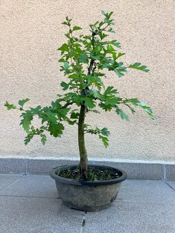 Bonsai, Bonsaj, jamadori, hloh - 4