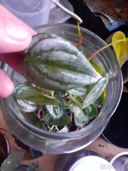Philodendron , epipremnum řízky - 4