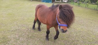 Přípouštění shetland pony - mini - 4