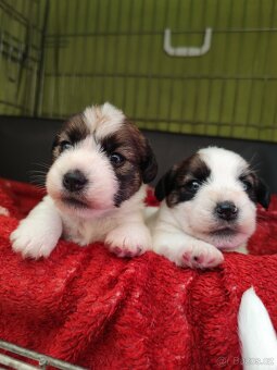 Jack Russell teriér - 4