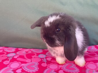 Malí úžasňáci   -   MIMINKA  ZB minilop - 4