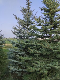 vanočni stromek velky - 4