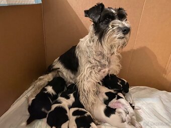 Knírač malý barevný - 4