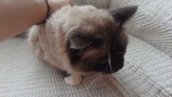 ragdoll,radgoll,dospelé mačky - 4