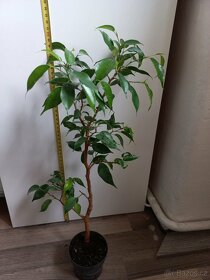Ficus benjamina 2 - 4