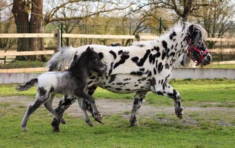 ATRAKTIVNÍ minihorse hřebeček - 4