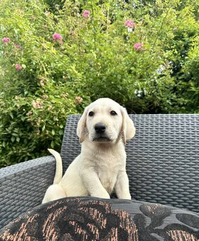 štěňata labrador a Bílý kluk – připravena k odběru - 4