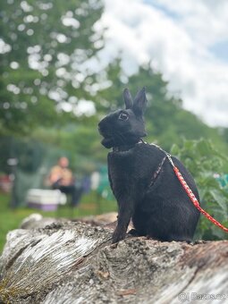 sportovní králík s pp - import Německo Valkýra - 4