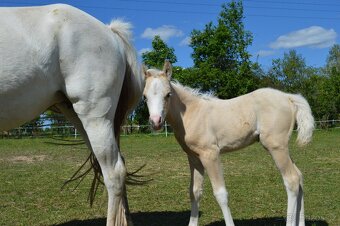 1,5 roční pony valach - 4