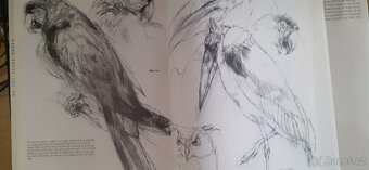 Drawing Animals kreslení  zvířat - 4