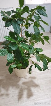 Pokojové květiny. - 4