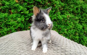 Zakrslý králík, králíček-(lvíček)-TIMMY - 4