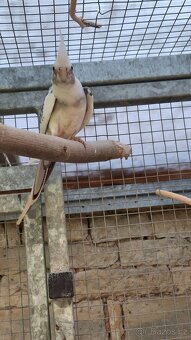 Korela bělohlavá straka samec - 4