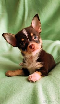 Krátkosrstá čivava - 4