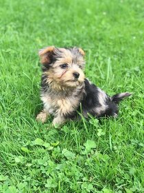 Jorkšírsky teriér, krytí Ne na prodej - 4