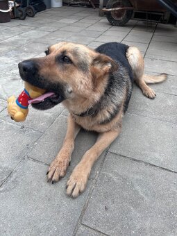 Daruji fenku německého ovčáka do dobrých rukou - 4