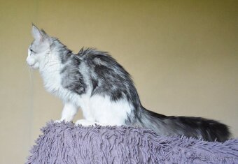 Mainská mývalí kočička s PP - 4