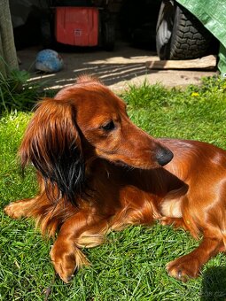 Nabídka krytí-dlouhosrstý jezevčík s PP - 4