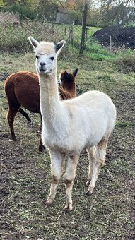 Alpaka samičky - 4