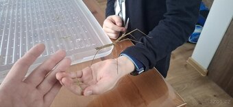 Strašilka - Pakobylka rohatá - 4