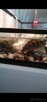 Želvičky poloostrovní - 4