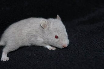 Křeček syrský - 4