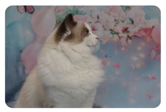 Ragdoll kočička s PP - blue bicolour - 4