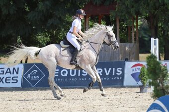 Připouštění Shagya arab Jussuf V-CZ Festival - 4