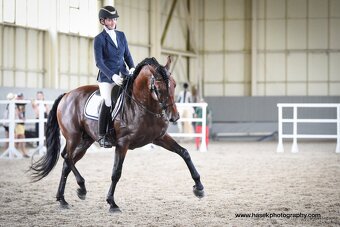 Lusitano plemenný hřebec PSL - 4