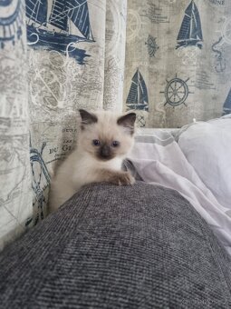 Ragdoll koťátka - 4