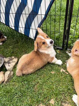 welsh corgi pembroke - 4