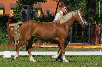 Welsh Cob klisna - 8 let - 4
