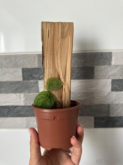 Monstera Dubia s dřevěnou oporou - 4