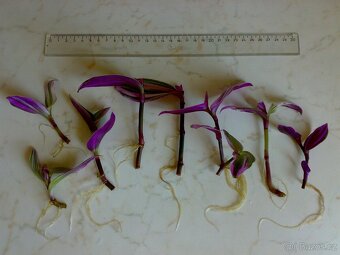 Voděnka Tradescantia fluminensis Nanouk - zakořeněné řízky - 4